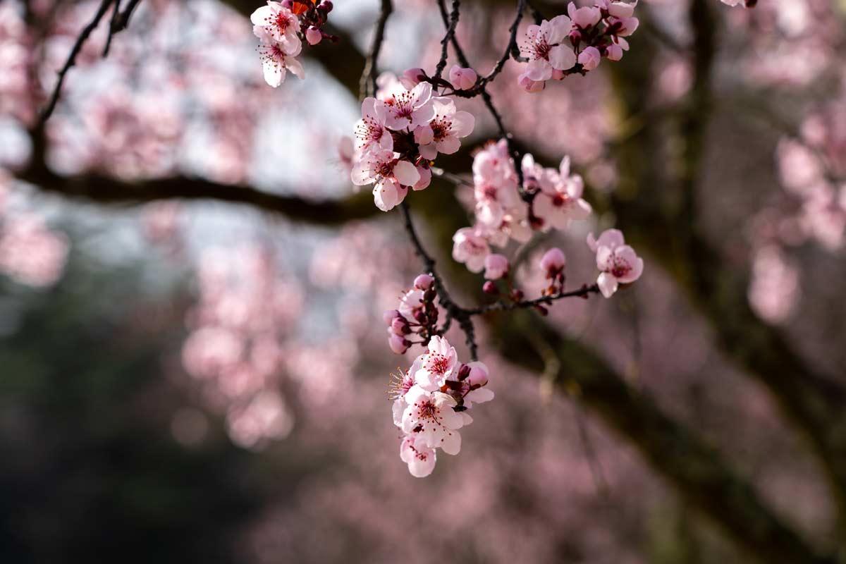 Cherry Blossoms